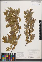Foto von Salix daphnoides Vill.